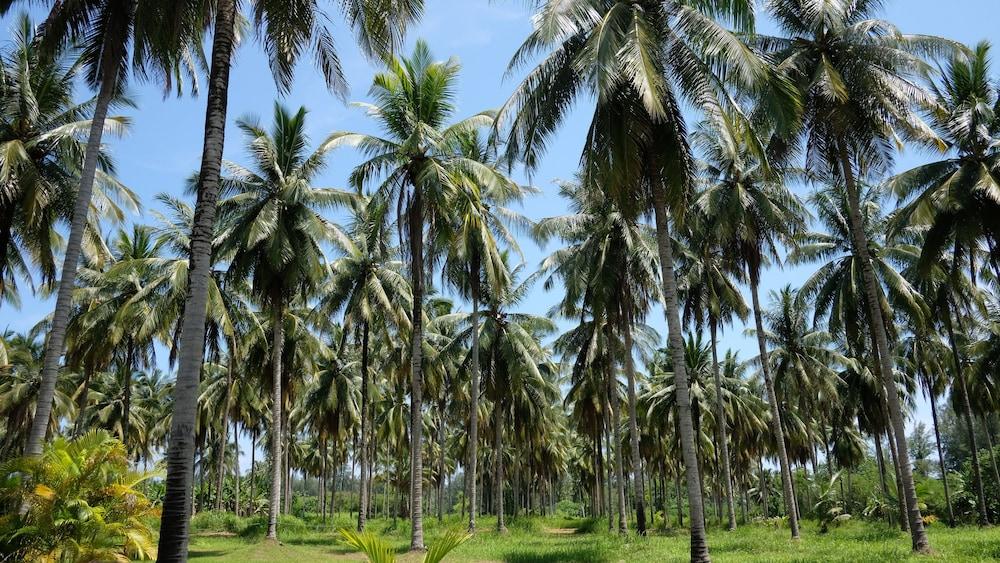 Khao Lak Golden Coconut Hotel Eksteriør billede