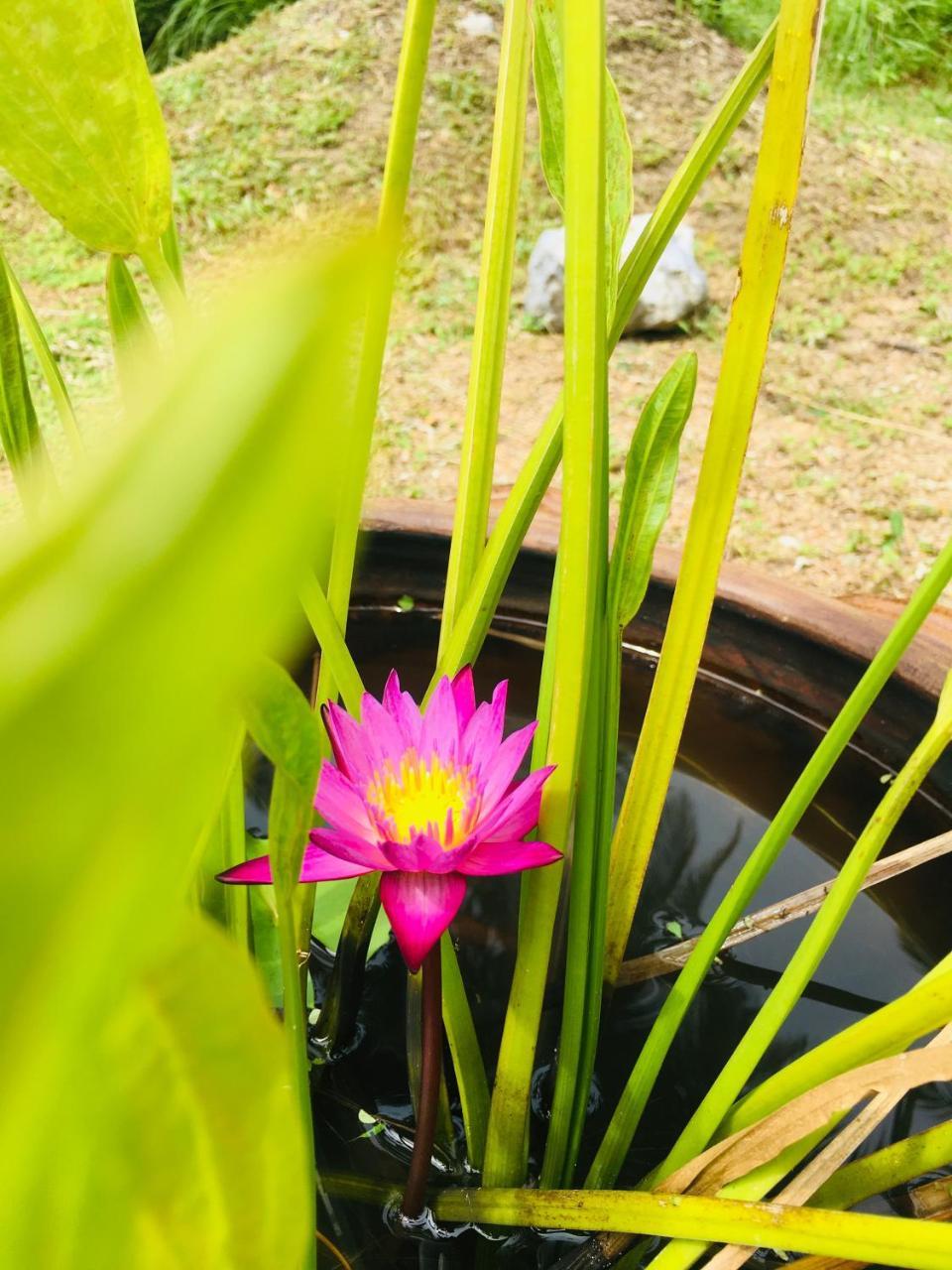 Khao Lak Golden Coconut Hotel Eksteriør billede